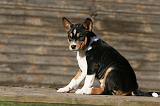 BASENJI 221